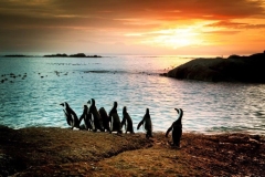 Penguins