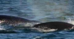 orcas