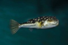 putterfish